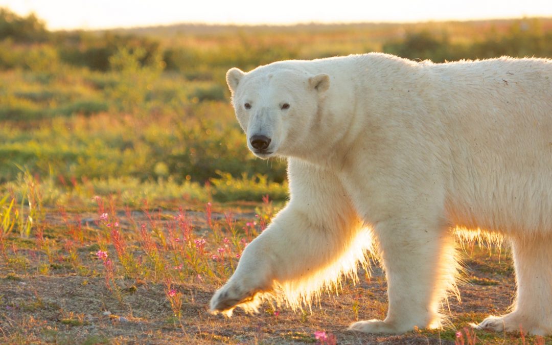 Tales of the Tundra: The Hidden Beauty of the Canadian North