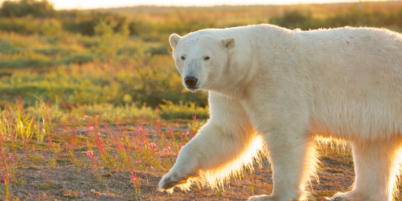 Tales of the Tundra: The Hidden Beauty of the Canadian North