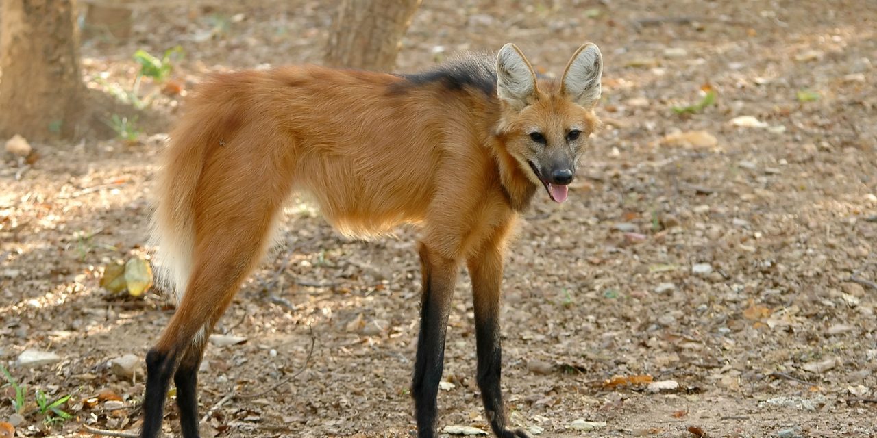 Brazil’s Cerrado Biome and the Story of the Maned Wolf