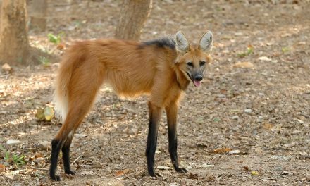 Brazil’s Cerrado Biome and the Story of the Maned Wolf