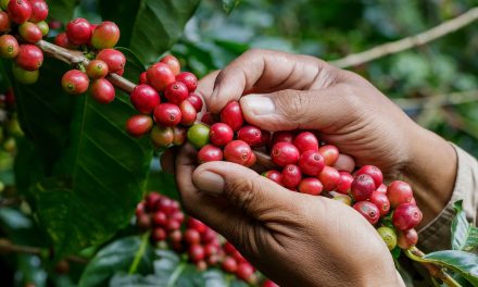 Sustainable Food: 10 Ways to Eat for the Planet