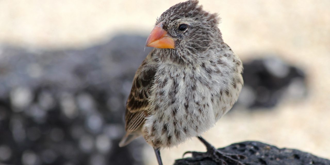 The Mystery of Charles Darwin’s Missing Manuscripts Has Been Solved!