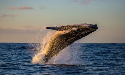 The Unique Qualities of Humpback Whales