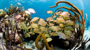 Fish and reef. Hol Chan Marine Reserve, Ambergris caye, Belize, Central America.