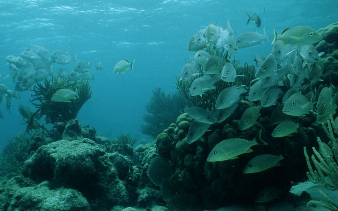 Protecting and Celebrating the Belize Barrier Reef