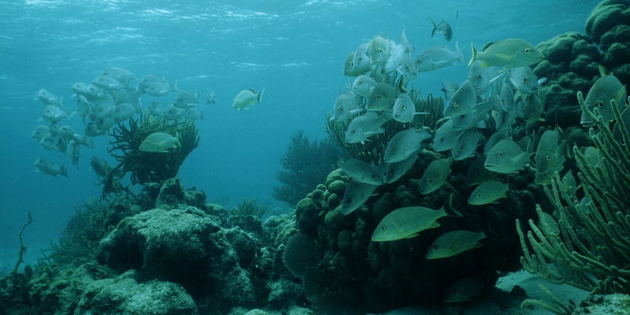 Protecting and Celebrating the Belize Barrier Reef