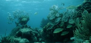 Lutjanus griseus Grey  snapper school on shallow reef. Hol Chan Marine Reserve, Belize