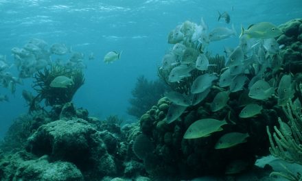 Protecting and Celebrating the Belize Barrier Reef