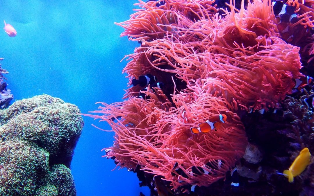 9 Ways to Celebrate World Reef Day (Even If You Don’t Live Near the Beach!)