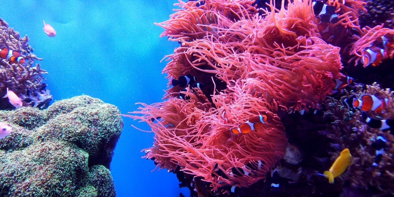 9 Ways to Celebrate World Reef Day (Even If You Don’t Live Near the Beach!)