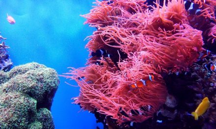 9 Ways to Celebrate World Reef Day (Even If You Don’t Live Near the Beach!)