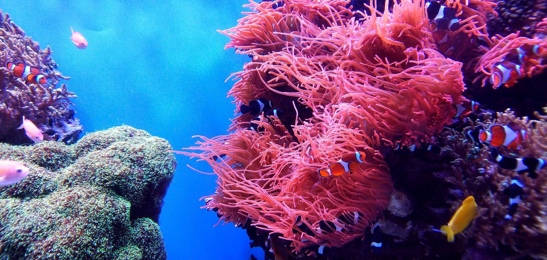 Coral Reef