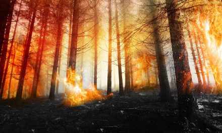 The Highs of Hiking through a Burned Forest