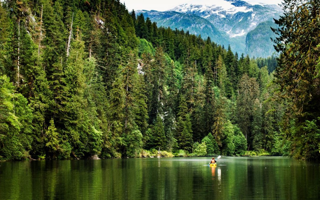 The Ancient Trees of British Columbia’s Great Bear Rainforest