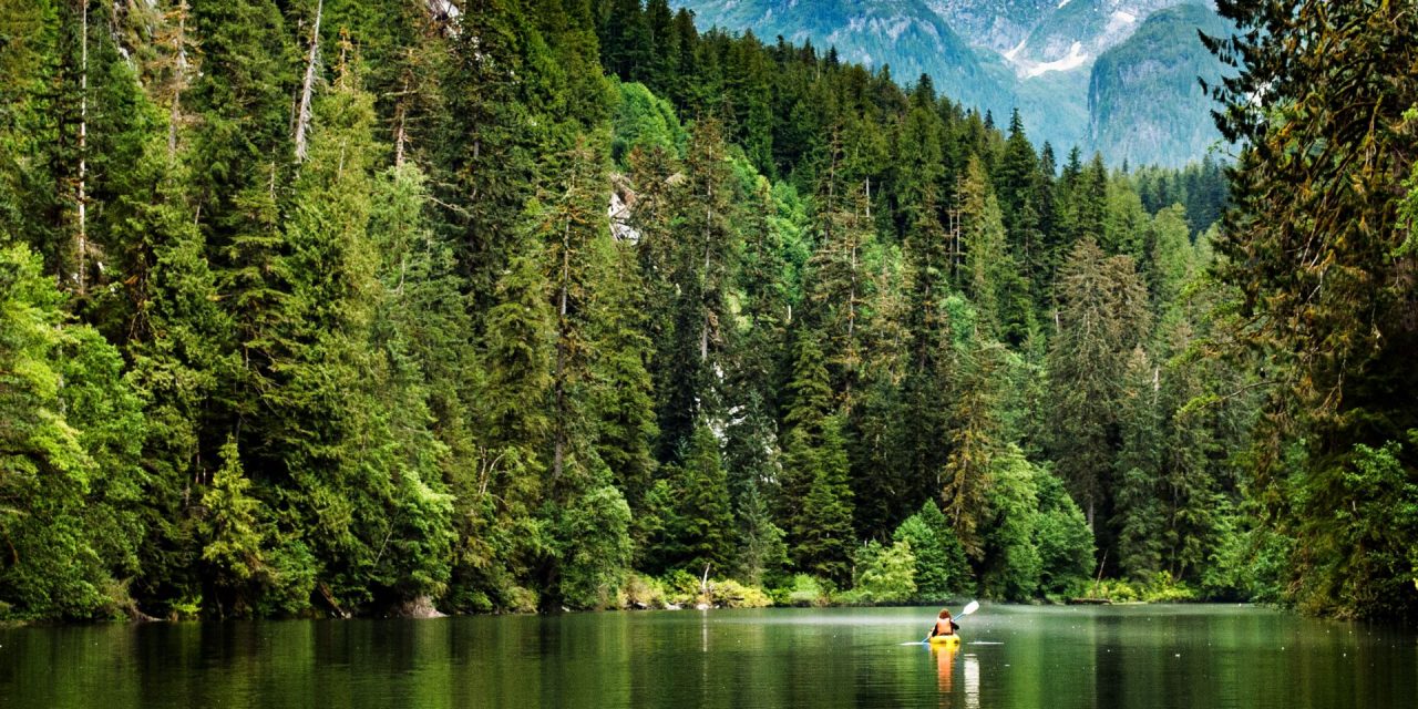 The Ancient Trees of British Columbia’s Great Bear Rainforest