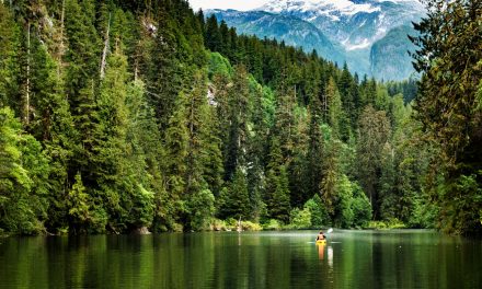 The Ancient Trees of British Columbia’s Great Bear Rainforest