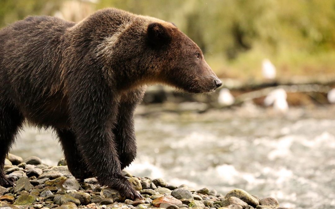 Reducing Human-Grizzly Bear Conflict in the Greater Yellowstone Ecosystem