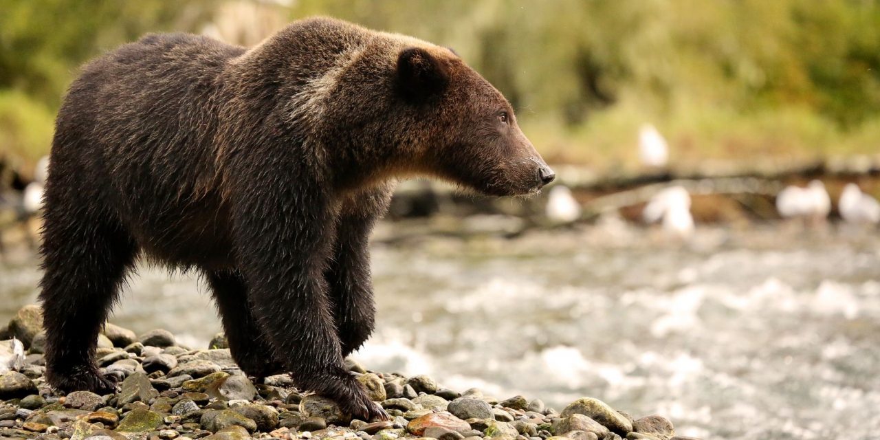 Reducing Human-Grizzly Bear Conflict in the Greater Yellowstone Ecosystem