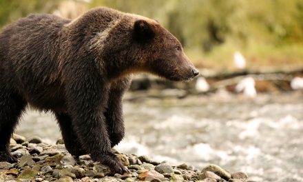 Reducing Human-Grizzly Bear Conflict in the Greater Yellowstone Ecosystem