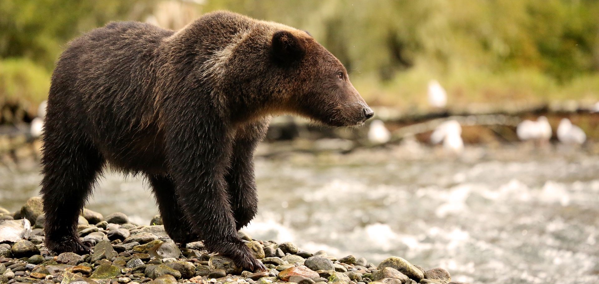 Grizzly Bear
