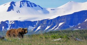 Grizzy Bear at Katmai National Park