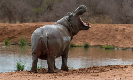 Finding Your Voice—and Those of Other Animals