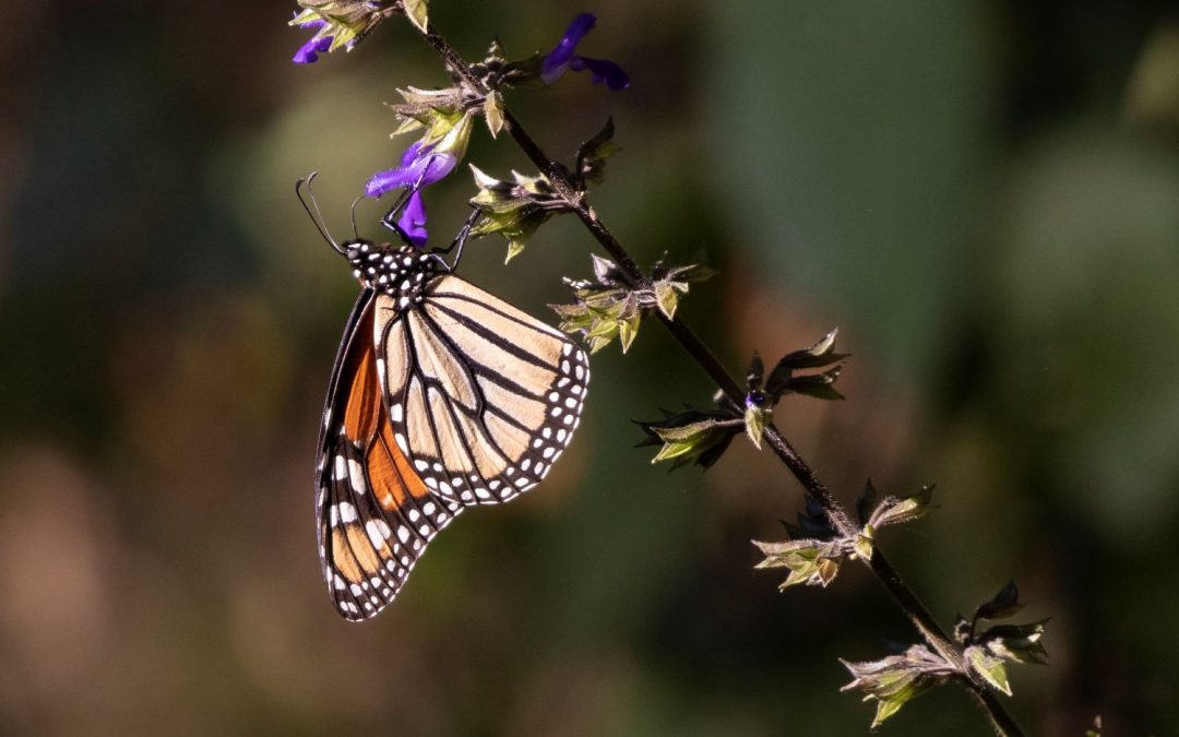Goodbye Butterfly? Protecting the Endangered Monarch Butterflies