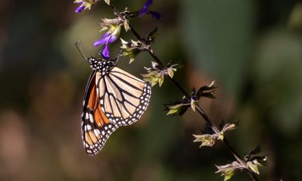 Goodbye Butterfly? Protecting the Endangered Monarch Butterflies