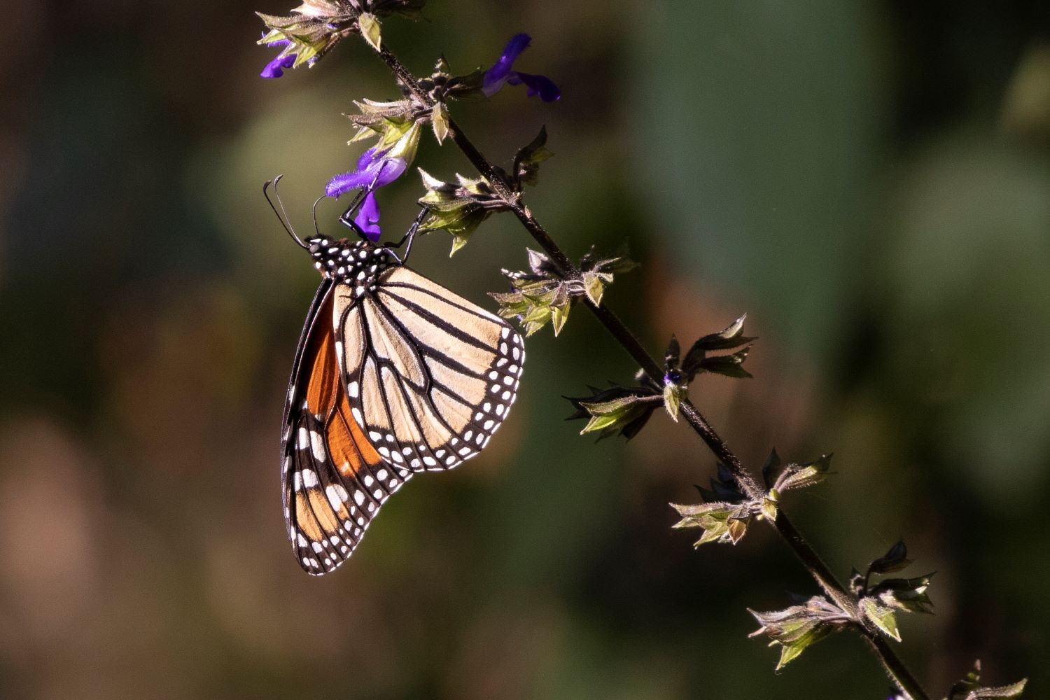 Monarch Butterfly