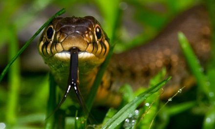 Do Snakes or Spiders Give You Shivers? Time in Nature May Help.