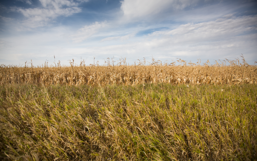 What Are the Great Plains and How Are They Being Protected?