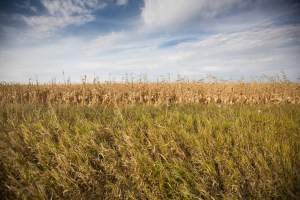 Landscape photographs of Rockhills Ranch, Lowry, South Dakota.