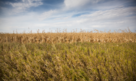 What Are the Great Plains and How Are They Being Protected?