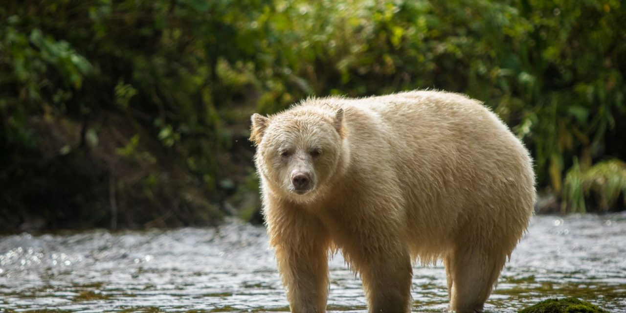 Nat Hab’s Bear Adventures Around the Globe