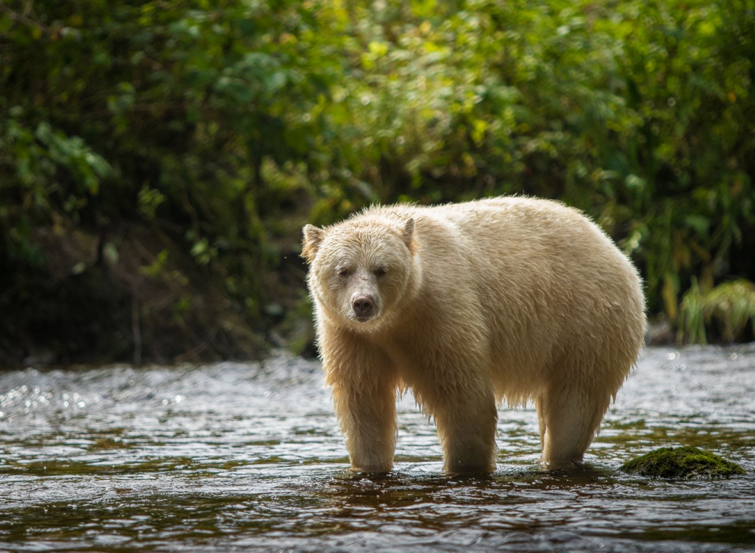Spirit Bear Kermode Bear in Great Bear Rainforest