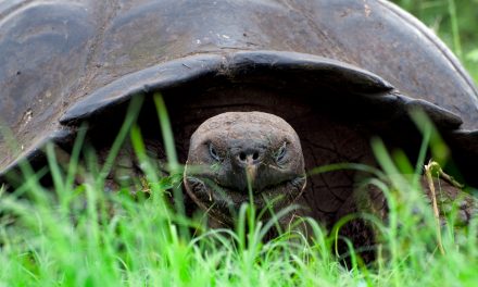 The Longevity Code: Galapagos Giant Tortoises and Mountain Marmots