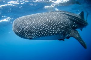 Whale Shark Migration