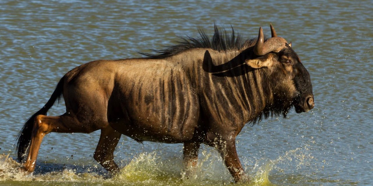 Must-See Animal Migrations