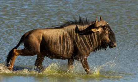 Must-See Animal Migrations