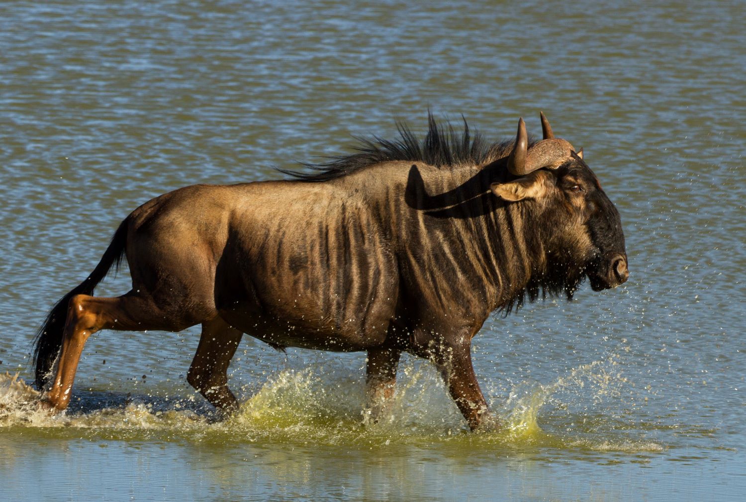 Wildebeest Migration, Tanzania, Africa