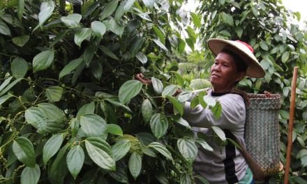Sustainable Pepper Farming Supports People and Nature in Malaysian Borneo