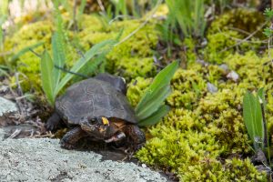 Bog turtle
