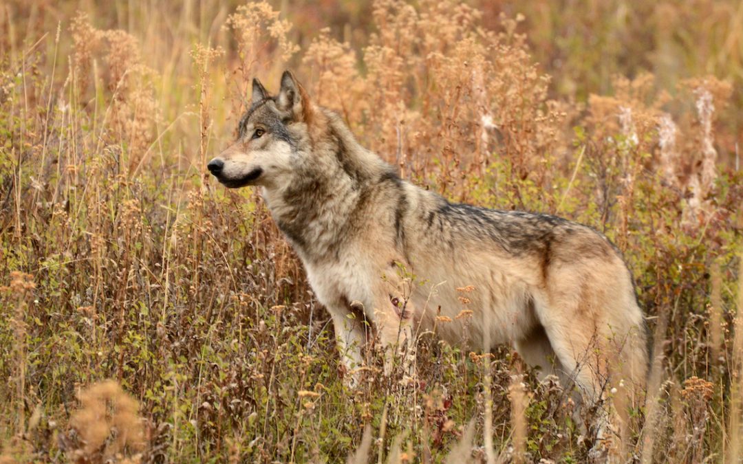 The Big Bad Wolf: Greater Yellowstone’s Greatest Controversy