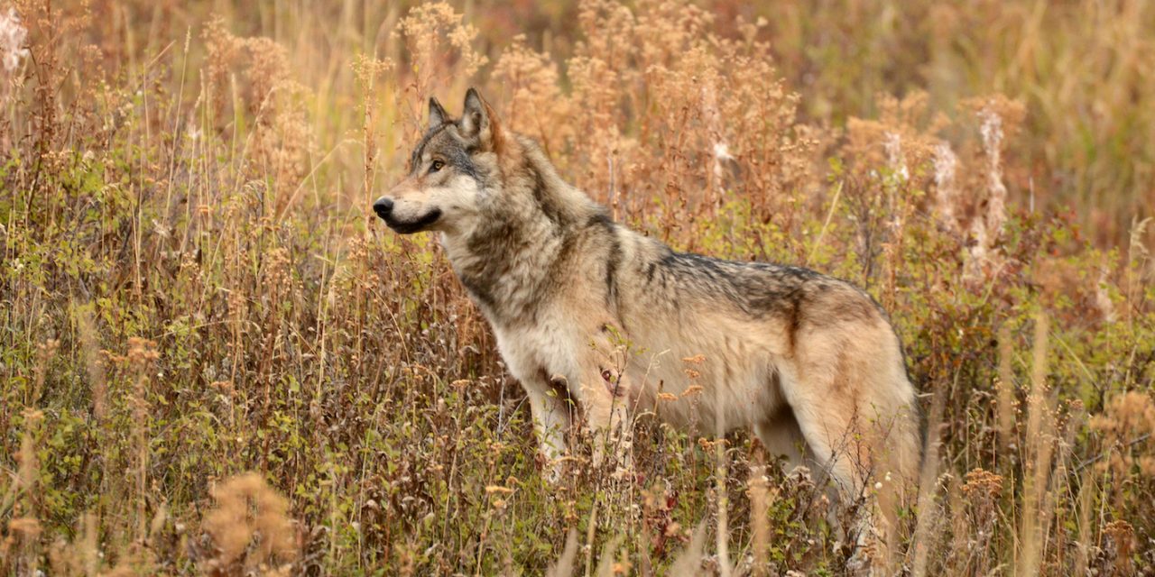 The Big Bad Wolf: Greater Yellowstone’s Greatest Controversy