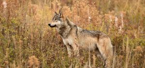 wild wolf photographed in Yellowstone