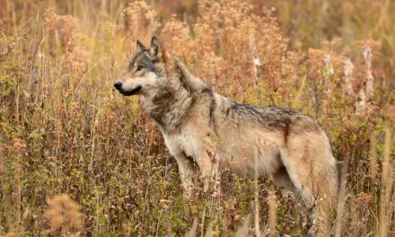 The Big Bad Wolf: Greater Yellowstone’s Greatest Controversy