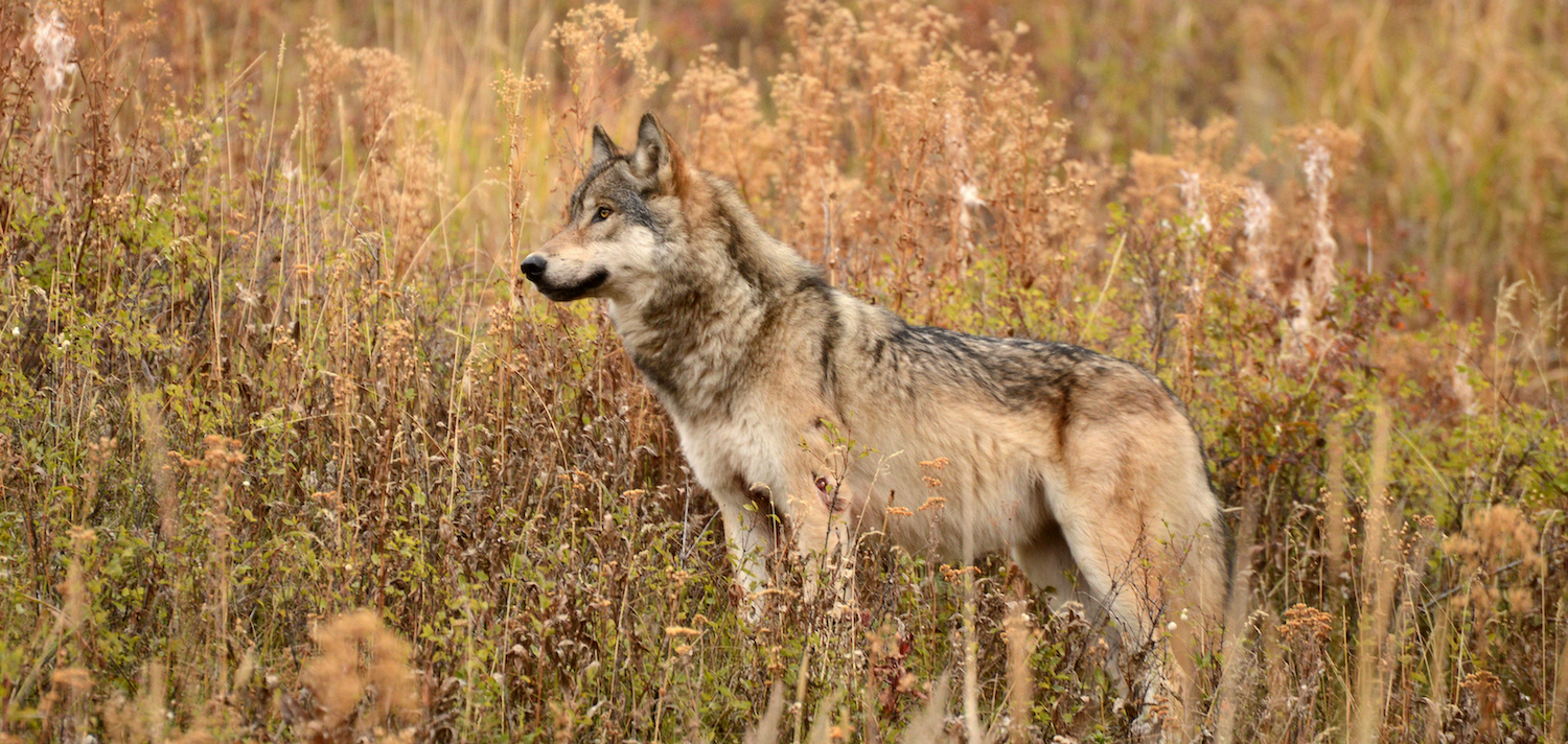 wild wolf photographed in Yellowstone