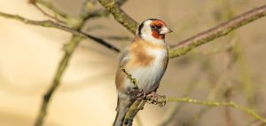 A European Goldfinch, Carduelis carduelis, sat on a tree branch in winter with branches in the background, Painswick, The Cotswolds, Gloucestershire, UK