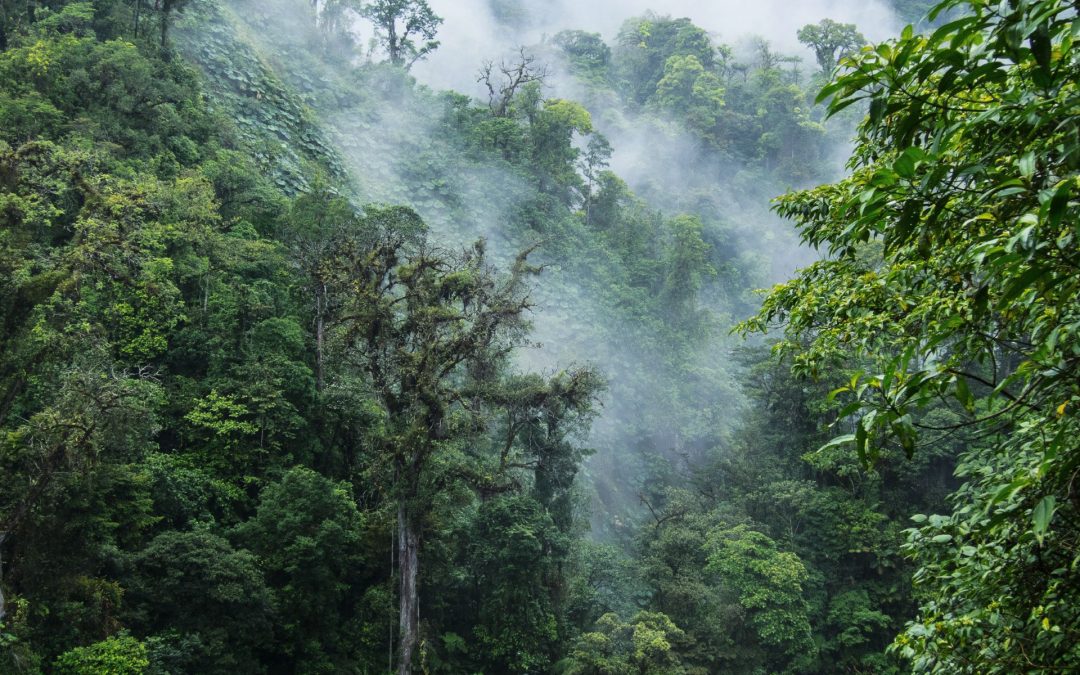 A Walk in Costa Rica’s Monteverde Cloud Forest