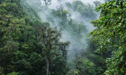 A Walk in Costa Rica’s Monteverde Cloud Forest